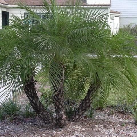Phoenix roebelinii, date palm 