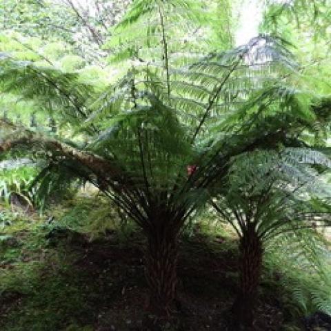 Australian Tree fern