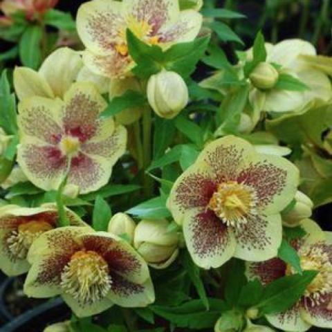 Helleborus Golden Sunrise, yellow with dark red markings