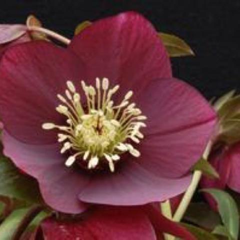 Helleborus Ruby Wine, dark wine red single flowers