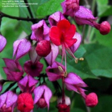 Clerodendron Java Red, red and pink flowers