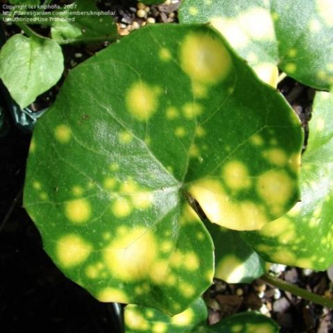 Farfugium Aureomaculatum, round green leaf with yellow spots in varying sizes