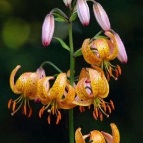 Lilium martagon Terrace City, light orange-yellow tiered lilies 