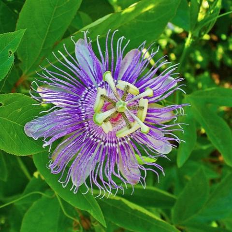 Maypop passionflower, blue-lavender insane-looking flower