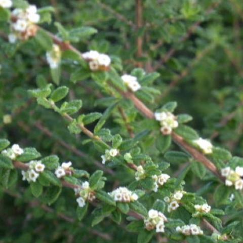 White flowers follow thin branches with small green leaves