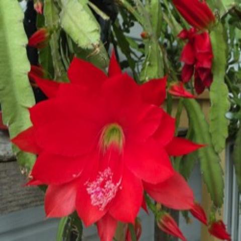 Epiphyllum with red flowers, cactus-like green foliage