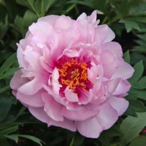 First Arrival peony, light pink double flower
