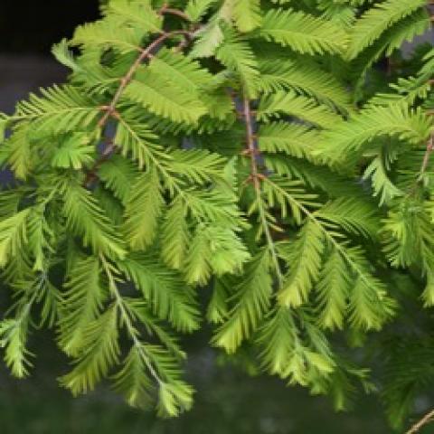 Dawn redwood, yellow-green conifer needles
