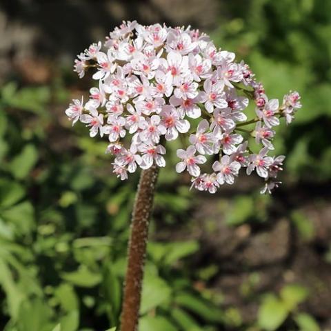 Darmera peltata flower, cluster of white to light pink on a single stiff stem