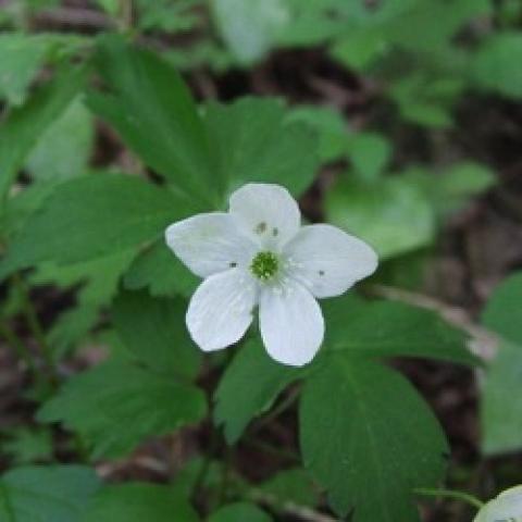 Anemone quinquefolia, five-petaled white flower and green leaves