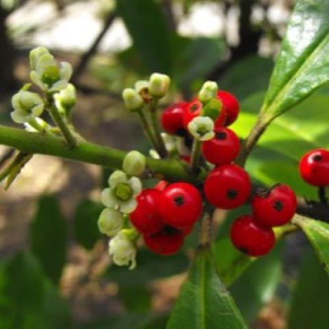 Yerba mate red berries