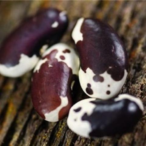 1500 year old cave bean, maroon and white kidney beans