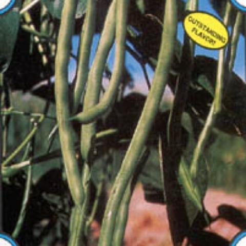 Kentucky Blue Pole beans, long green beans
