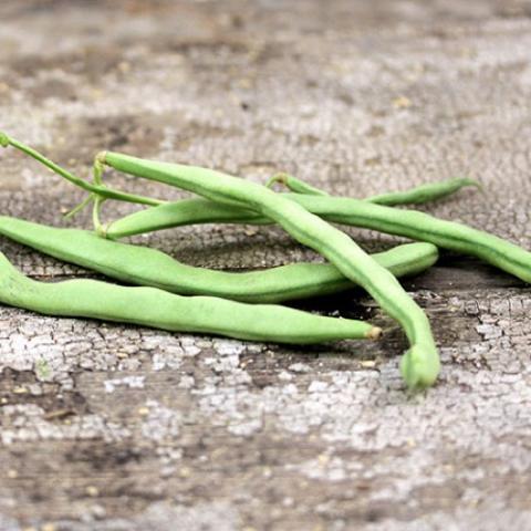 Kentucky Wonder green beans