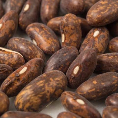 Top Crop beans, brown bitone kidney beans