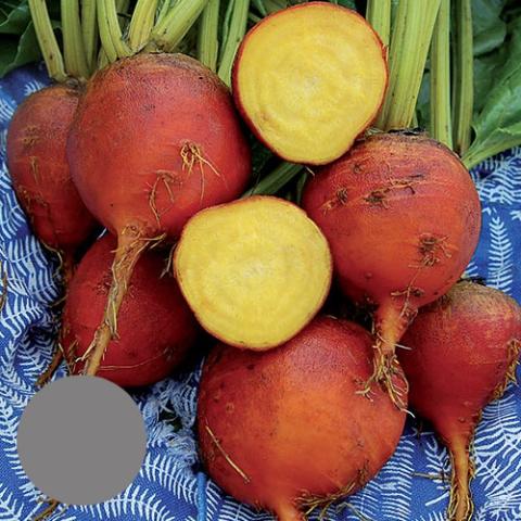 Burpee's Golden beets, orange outside, gold inside