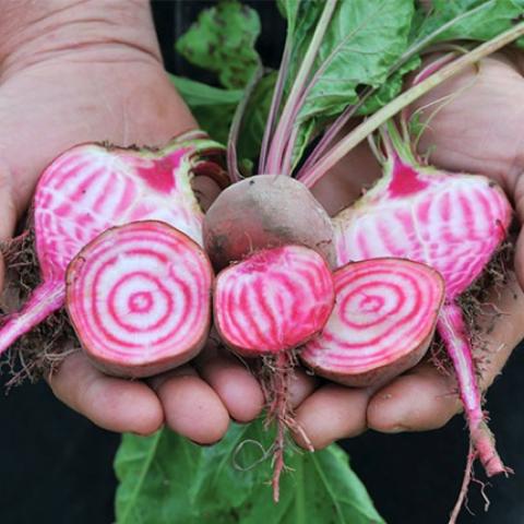 Chioggia beets, like peppermint swirls inside