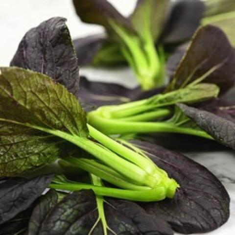 Purple Lady bok choi, purple leaves and green stalks