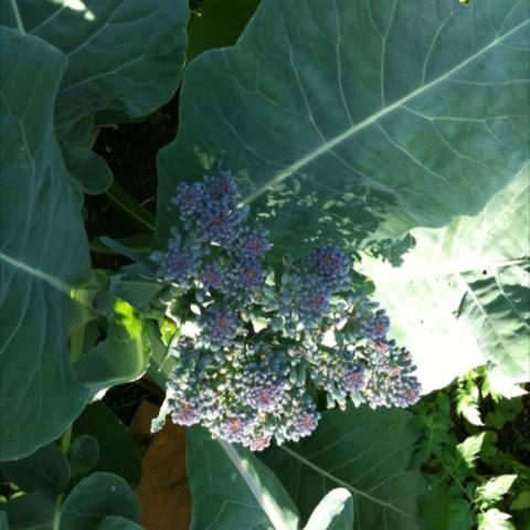 Purple tinged broccali stems within wide broccali leaves.