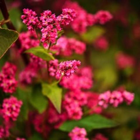 Takame Ruby buckwheat, pink flowering buckwheat