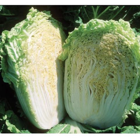 Minuet napa cabbage, light green vertical heads