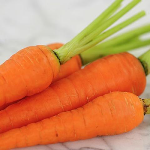 Danvers Half Long carrots, classic orange