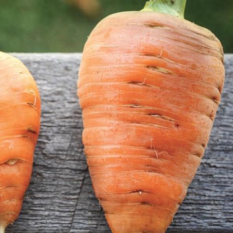 Oxheart carrot, very wide in the shoulders
