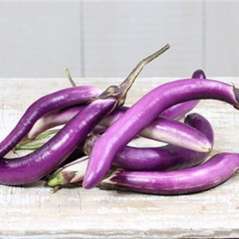 Fengyuan eggplant, very long thin shiny purple fruits