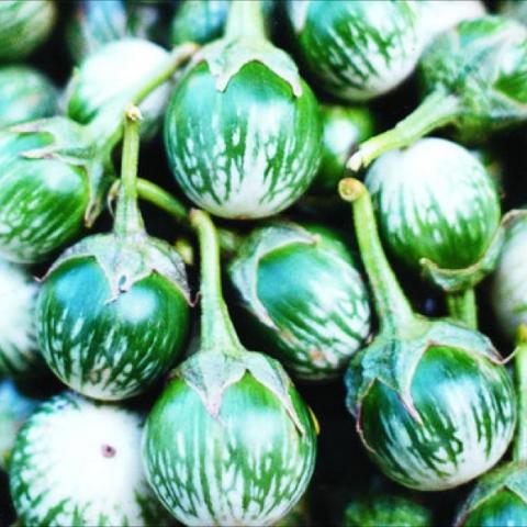 Small, round, green and white eggplants in a pile.