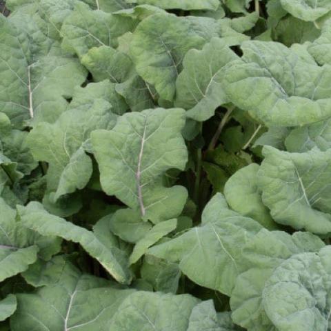 Madeley kale, blue-green wide leaves, mostly flat