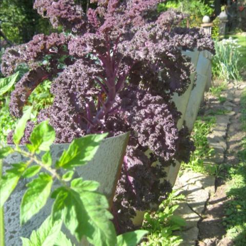 Red-purple curled leaves on this kale plant.
