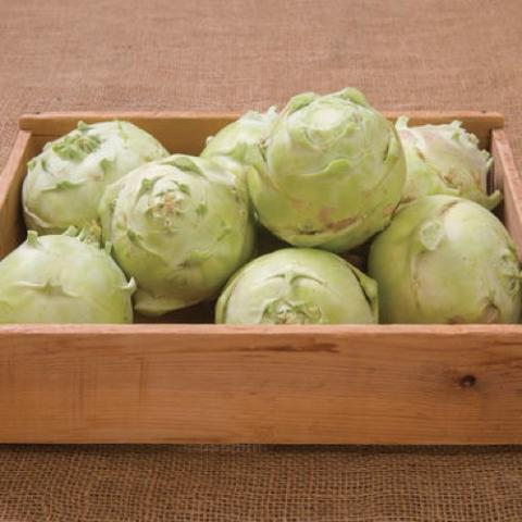 Kossack kohlrabi, light green round irregular bulbs