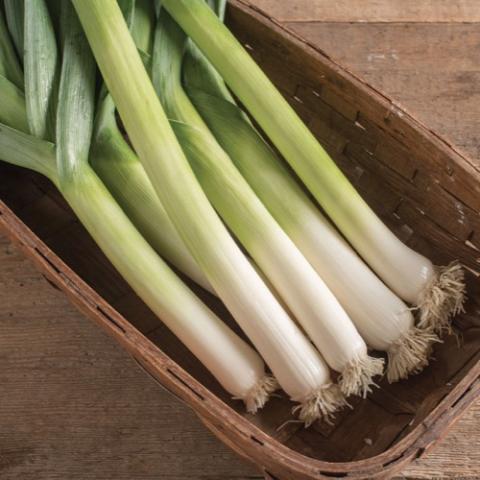 King Richard leeks, white ends, green tops