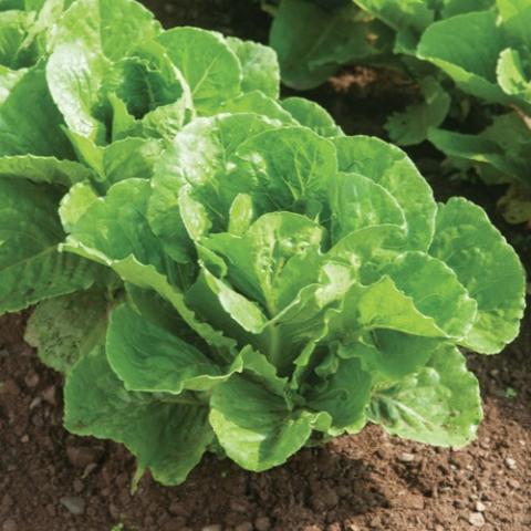 Romaine lettuce Parris Island, wide green romaine head