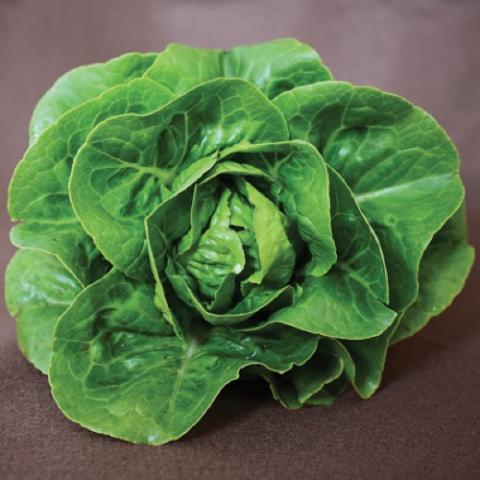 Spretnak lettuce, tight green butterhead ball