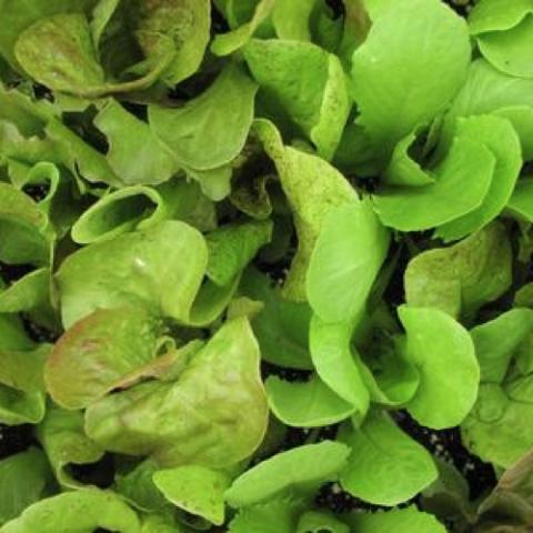 Springtime head mix lettuce, green to reddish leaves