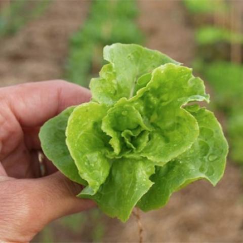 Tom Thumb lettuce, small green head