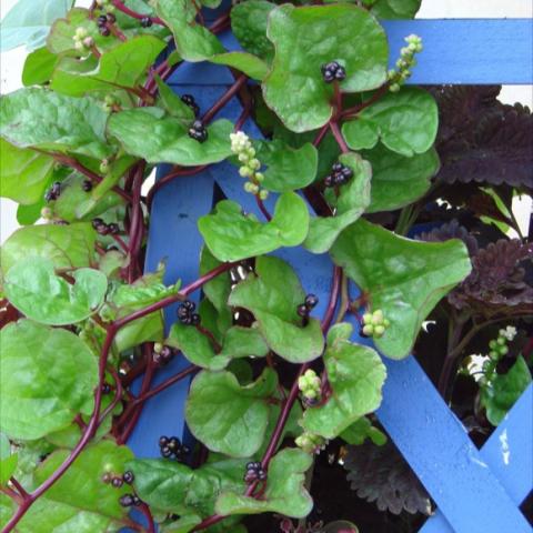 Vine climbing up a trellis with tiny black fruits and little white flowers.