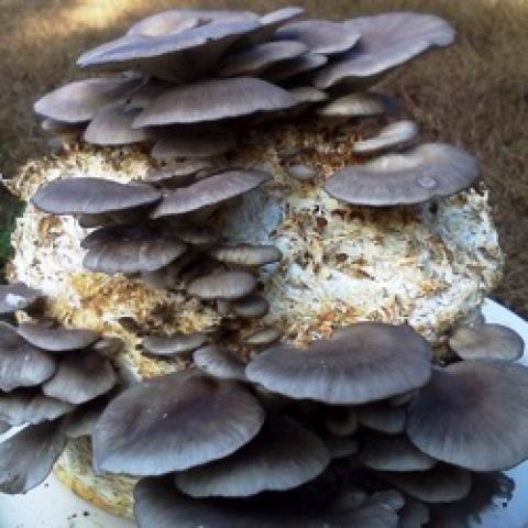 Mushrooms growing in a kit