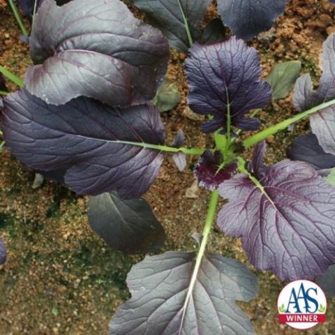 Red Kingdom mustard greens, very shiny