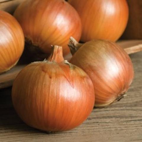 Patterson onions, brown-skinned onions