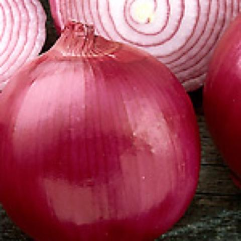 Red Mercury onion, shiny red-purple skins