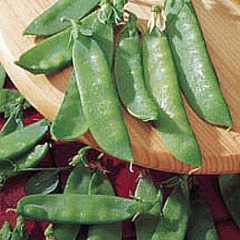 Mammoth Melting peas, long flat green pea pods