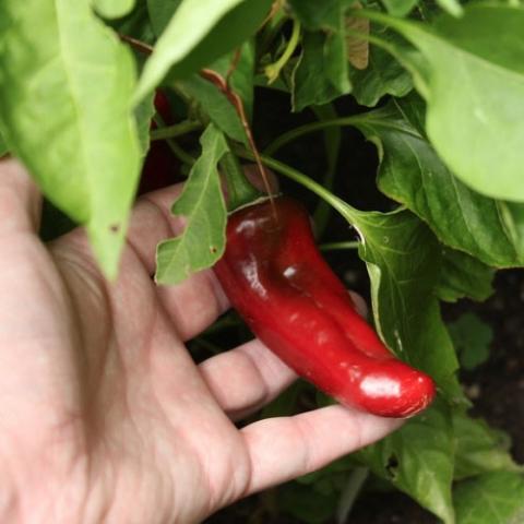 Anaheim pepper, Numex Joe Parker, long red and shiny