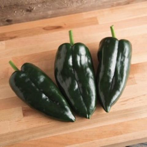 Poblano pepper, medium length, very dark green