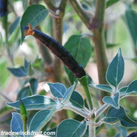 Black Cobra pepper, very thin and dark pepper