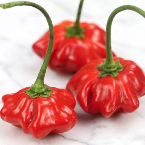 Brazilian Starfish peppers, red, flattened, bumpy shapes