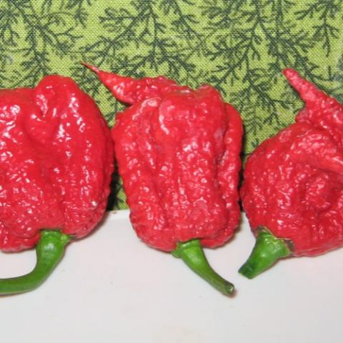 Carolina Reaper hot peppers, bright red, wrinkly, and dangerous-looking