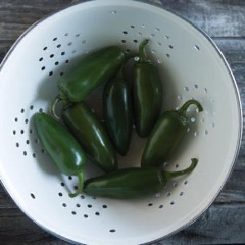 Felicity pepper, dark green jalapeño-type