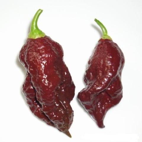 Chocolate Ghost pepper, shiny, almost brown dark wrinkled peppers